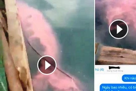 Dải nước đỏ tại biển Cửa Lò là thông tin bịa đặt 