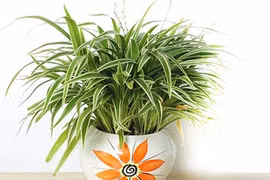 Chọn cây cảnh theo mệnh để tài lộc chảy vào nhà