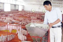 Lạ lùng chuyện đàn lợn đông đúc sống ở “chung cư” tại Hà Nội