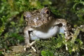 Phát hiện một loài ếch đá mới ở Việt Nam