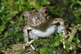 Phát hiện một loài ếch đá mới ở Việt Nam