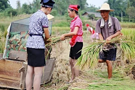 Tiếp viên hàng không đi giày cao gót gặt lúa gây bão