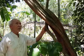 Thăm vườn cây dược liệu quý hiếm ở miền Tây xứ Nghệ