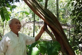 Thăm vườn cây dược liệu quý hiếm ở miền Tây xứ Nghệ