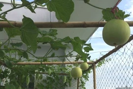 Vườn rau quả xanh mướt trên sân thượng của thiếu nữ Sài thành