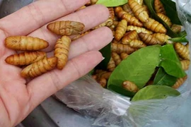 Kinh hãi nhộng tằm ngâm nước trương phình lên bàn nhậu