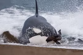 Cá voi sát thủ lao lên bờ săn giết hải cẩu