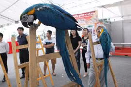 Đại gia Việt vung nghìn đô chơi vẹt Nam Mỹ 