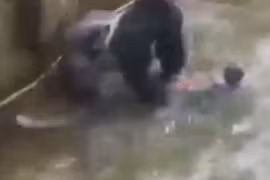 Hé lộ video khỉ đột che chở bé trai 4 tuổi trước khi bị bắn chết