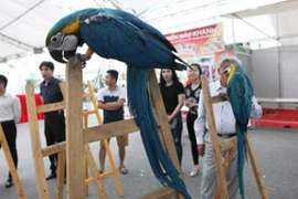 Đại gia Việt vung nghìn đô chơi vẹt Nam Mỹ 