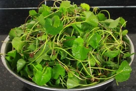 Tác dụng phụ khi uống nước rau má giải nhiệt sai cách