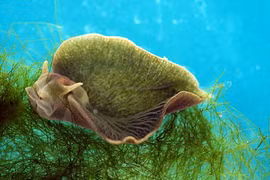 Loài "nửa thực vật, nửa động vật" duy nhất trên Trái đất