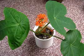 11 cây cảnh cực độc hại tuyệt đối không trồng trong nhà 