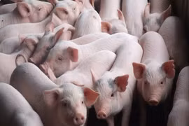 Dịch tả lợn châu Phi đã lan sang tỉnh thứ 10 tại Thái Nguyên