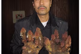 Kỳ lạ loài nấm giúp quý ông sung mãn, quý bà hồi xuân