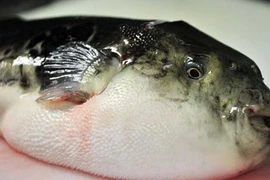 Khủng khiếp rửa ruột 8 lần vì ăn súp cá nóc