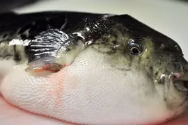 Khủng khiếp rửa ruột 8 lần vì ăn súp cá nóc