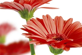 Những loại hoa trang trí nhà tết mang lộc cho gia chủ