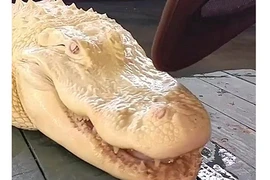 Tận mục “cá sấu ma” da trắng, mắt hồng cực quý hiếm ở Mỹ 