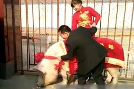 Cô dâu “cưỡi” lợn hơn 600kg về nhà chồng