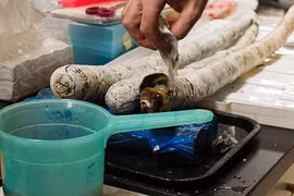 Phát hiện loài giun cổ khổng lồ “trốn” trong thân gỗ 