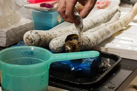 Phát hiện loài giun cổ khổng lồ “trốn” trong thân gỗ 