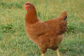 Top 10 giống gà đẻ trứng nhiều nhất thế giới