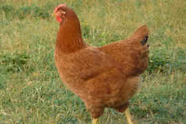 Top 10 giống gà đẻ trứng nhiều nhất thế giới