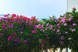 Ban công 4m2 rực rỡ dạ yến thảo của chàng trai độc thân