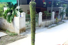 Cây chuối độc lạ hơn trăm nải vẫn trổ hoa, ra quả