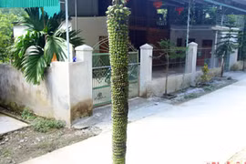 Cây chuối độc lạ hơn trăm nải vẫn trổ hoa, ra quả