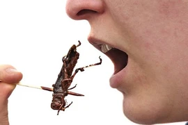 Kinh ngạc lợi ích tuyệt đỉnh khi ăn côn trùng