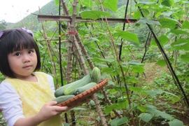 Một ngày làm nông dân siêu sướng ở trang trại ngoại ô