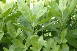 Loại rau mọc hoang ai cũng thờ ơ nhưng chữa được bách bệnh 