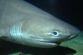 Phát hiện cá mập 6 mang từ thời khủng long