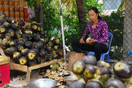 Về vùng Bảy Núi đúng vào mùa nấu đường thốt nốt