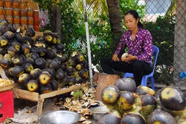 Về vùng Bảy Núi đúng vào mùa nấu đường thốt nốt
