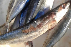 Kinh hoàng cá nục nhớt bẩn bán giá "xịn" ở Hà Nội