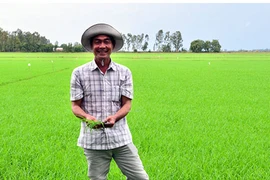 Nổi tiếng khắp vùng vì biệt tài nhìn trời đoán bệnh trên cây lúa