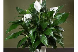 Để thọ lâu trăm tuổi, hãy trồng ngay cây này trong nhà 