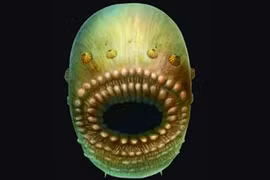 Phát hiện bất ngờ về tổ tiên sơ khai nhất của loài người 