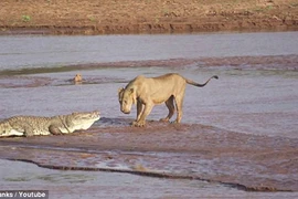 Xem bầy sư tử đói tấn công cá sấu khổng lồ 