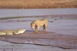Xem bầy sư tử đói tấn công cá sấu khổng lồ 