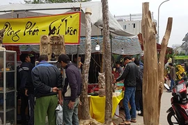 Khách chơi xuân nô nức ngắm loài cây quý như vàng