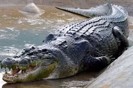 Cảnh báo cá sấu xuất hiện trên sông Soài Rạp