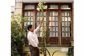 Kỳ lạ hoa ly cao ngất tới 2,5m ở Đà Lạt