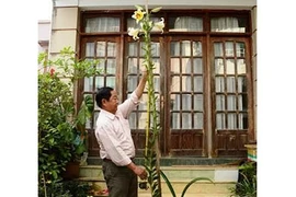 Kỳ lạ hoa ly cao ngất tới 2,5m ở Đà Lạt