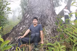 Khu rừng với những “cây thần” khổng lồ ngọn chìm trong mây