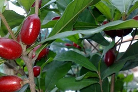 Điểm mặt 6 loại rau, quả độc lạ nhìn là mê