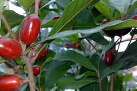 Điểm mặt 6 loại rau, quả độc lạ nhìn là mê